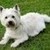  West Highland terrier